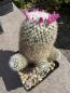 Preview: Mammillaria hahniana